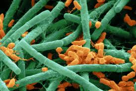 Microorganisms in Agricultural Food Processing