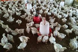 De Poulets De Chair De L’Unité De Finition Mash Alimentation De La Volaille De Formule