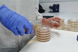 Indicator Organisms in Food Safety