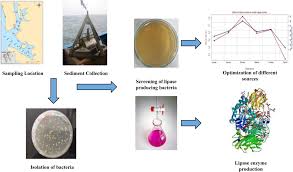 Spoilage Defects in Poultry: Causes, Development, and Effects of Cold Storage
