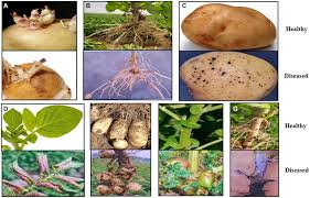 Laboratory Methods for Assessing the Microbiological Status of Roots and Tubers