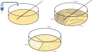 Laboratory Methods for Assessing the Microbiological Status of Roots and Tubers