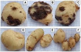 Laboratory Methods for Assessing the Microbiological Status of Roots and Tubers