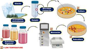 Application of Microbial Enzymes in Food Industries