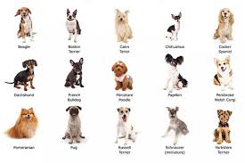 All You Need to Know About Small Dog Breeds
