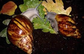 Factors Affecting the Growth and Reproductive Performance of Snails