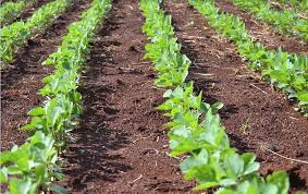 Comprehensive Step by Step Guide on SoyaBean Farming