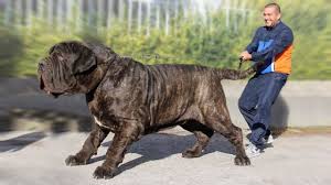 All You Need To Know About The Mastiff Dog Breeds