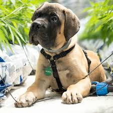 Mastiff Dogs: Description and Complete Care Guide
