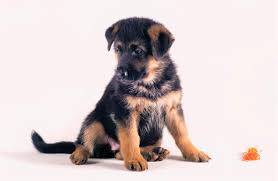 German Shepherd Dog: Description and Complete Care Guide