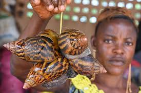 La transformation et la Commercialisation des Escargots Escargots