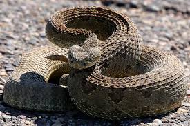 Rattle snake: Facts, Habitats, Types, and Importance to Ecosystem