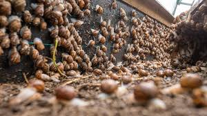Impact of Snail Business on the Environment