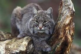Rare Facts of Bobcats (Lynx rufus)