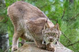 Rare Facts of Bobcats (Lynx rufus)