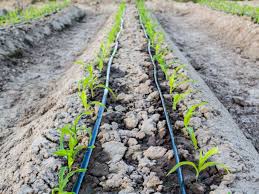 Concept, Definition and Principles of Irrigation Farming