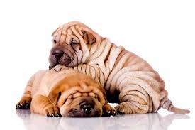 Shar Pei Dog: Description and Complete Care Guide