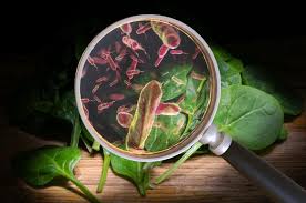 Food-Borne Pathogens and Sanitation Practices