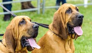 All You Need to Know About the Bloodhound Dogs
