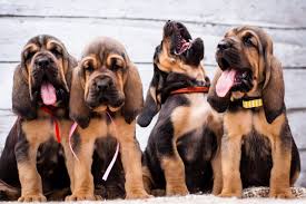 All You Need to Know About the Bloodhound Dogs