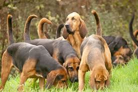 All You Need to Know About the Bloodhound Dogs