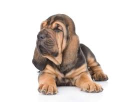 All You Need to Know About the Bloodhound Dogs