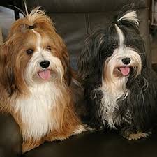 All You Need to Know About the Havanese Dogs