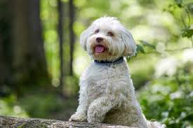 All You Need to Know About the Havanese Dogs