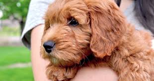 All You Need to Know About Hypoallergenic Dogs