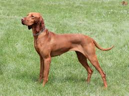 All You Need to Know About the Vizsla Dog Breed