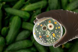 Ensuring Food Safety and Quality in Production