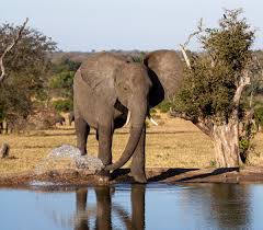Elephants (Elephantidae): Species, Facts, Habitat, Diet, etc.