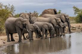 Elephants (Elephantidae): Species, Facts, Habitat, Diet, etc.