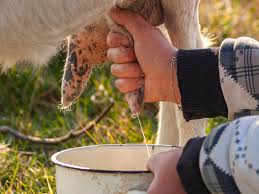 How Much Milk You Can Get From A Goat