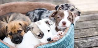 Cute Puppies You Should Know About