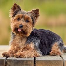 Cute Puppies You Should Know About