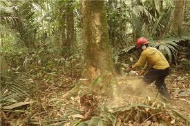 Renewable Natural Resources and Their Environmental Impact