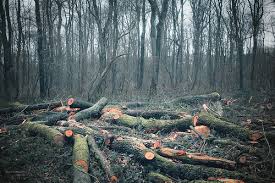 Renewable Natural Resources and Their Environmental Impact