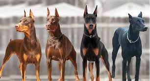 Doberman Pinscher Dogs: Description and Complete Care Guide