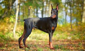 Doberman Pinscher Dogs: Description and Complete Care Guide