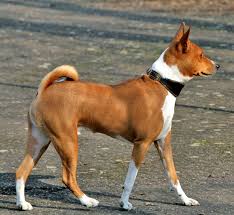 All You Need to Know About the Basenji Dogs