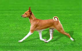 All You Need to Know About the Basenji Dogs
