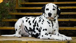 All You Need To Know About The Dalmatians Dog