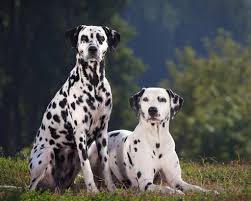 All You Need To Know About The Dalmatians Dog
