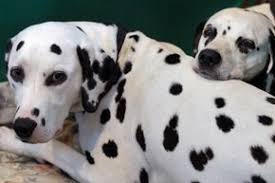All You Need To Know About The Dalmatians Dog