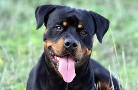 Rottweiler Dogs: Description and Complete Care Guide