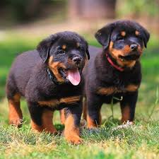 Rottweiler Dogs: Description and Complete Care Guide