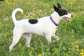 All You Need To Know About Rat Terriers Dogs