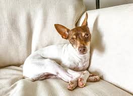 All You Need To Know About Rat Terriers Dogs