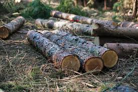 Forest Resources in Nigeria